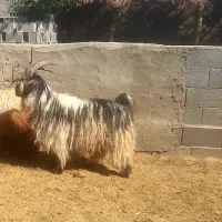 چپش دوبر