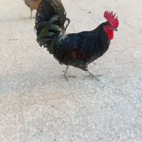 خروس سیاه جوان سرحال|حیوانات مزرعه|بندر گناوه, |دیوار