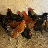 بوقلمون وخروس ومرغ|حیوانات مزرعه|بشاریات, |دیوار