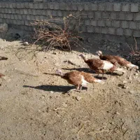 ۱۰عدد بوقلمون ماده محلی و ارگانیک|حیوانات مزرعه|بوکان, |دیوار