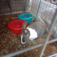 خرگوش ناز دستی