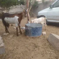 بز  و میش بره