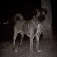 سگ عراقی|سگ|بهار, |دیوار