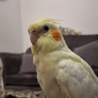 عروس هلندی گم شده