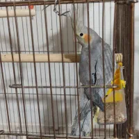 عروس هلندی سینامون