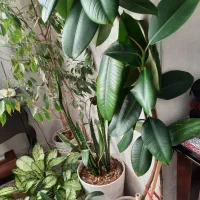 گل آپارتمانی