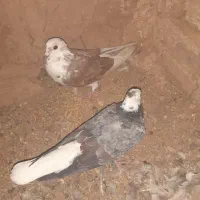 شازده جوونه و دوبال نر|پرنده|فردوس (خراسان), |دیوار