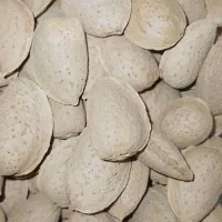 بادام درختی|خوردنی و آشامیدنی|کوهدشت, |دیوار