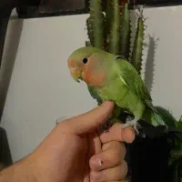 جوجه طوطی برزیلی رام دستی|پرنده|چالوس, |دیوار