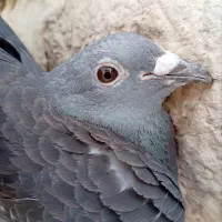 جفت جوجه چاپی آردن