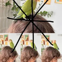 فروش طوطی برزیلی دستی و رام در رنگ‌های متنوع|پرنده|لنگرود, |دیوار