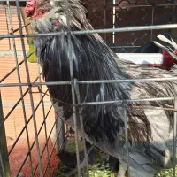 خروس گلین درجه یک