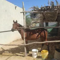 اسب مادیان کرد|اسب و تجهیزات اسبسواری|بوشهر, |دیوار
