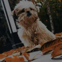 توله سگ شیتزو