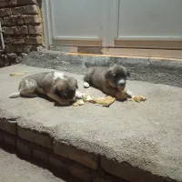 سگ سرابی|سگ|اسلام‌‌آباد غرب, |دیوار