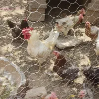 فروش مرغ و خروس محلی