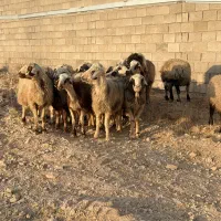 1۸راس میش داشتی|حیوانات مزرعه|شیراز, کرونی(خاتونک)|دیوار