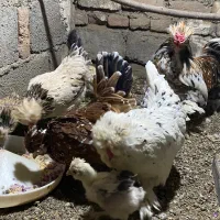 تخم نطفه دار پاکوتاه