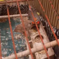 یک جفت فنچ بالغ زبرا به همراه تخم