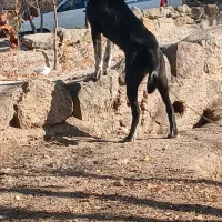 توله ۵ ماهه|سگ|مشگین شهر, |دیوار