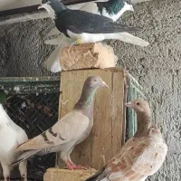 کاغذی ماده خطی