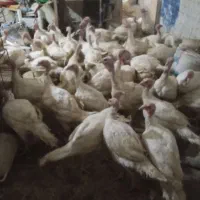 بوقلمون جوون عالی