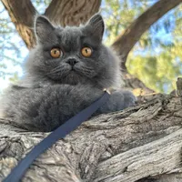 گربه