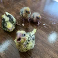 جوجه سرلاکی عروس هلندی|پرنده|ساری, |دیوار