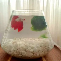 تنگ پینترستی|ماهی|بندرعباس, |دیوار