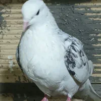 ماده پشتار غریب گیری