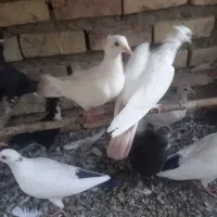 انواع کبوتر  دمسفید وریش