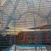 3تا قفس،مناسب پرنده،بلدرچین