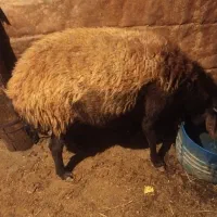 یک عدد گوسفند قربانی