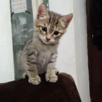 واگذاری بچه گربه رایگان