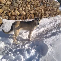 سگ پژدر|سگ|سیلوانه, |دیوار