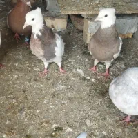 طوقی معاوضه