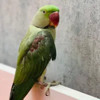 شاه طوطی ماده