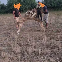 واگذاری سگ پژدر 5ساله|سگ|جلین, |دیوار