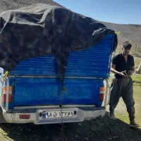 خریدو جمع آوری کود فضله کبوتر وحشی سوله و شیروانی