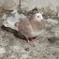 ۲ تا کفتر گرفتنی|پرنده|تربت جام, میان جام|دیوار