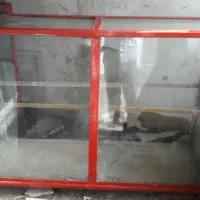 دو عدد ویترین