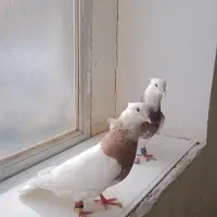 طوقی مهر معاوضه با   قناری سهره و...