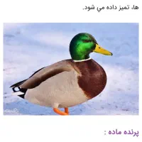 اردک دومحلی درشت یک عدد نر هوایی