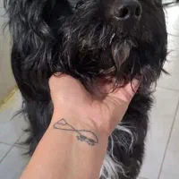 سگ پیدا شده