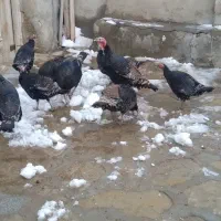 یدونه یک میلیون ونیم|حیوانات مزرعه|دیواندره, |دیوار