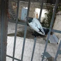 کبوتر رنگ پرش