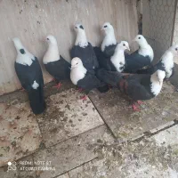 فروش کبوتر کربلایی