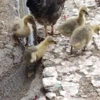 جوجه غاز یک ماهه