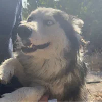 سگ هاسکی چشم یخی