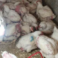 مرغ گوشتی 2ماهه بدون هورمون